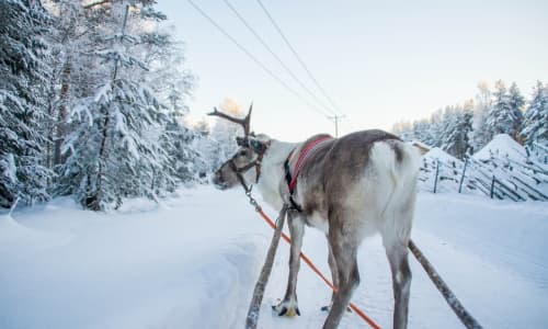 Finlandia - paseo con reno