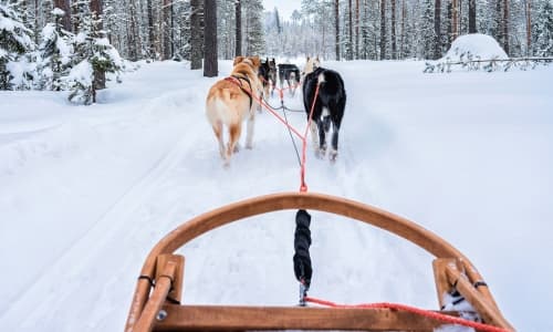 Finlandia - Rovaniemi - trineo con perros